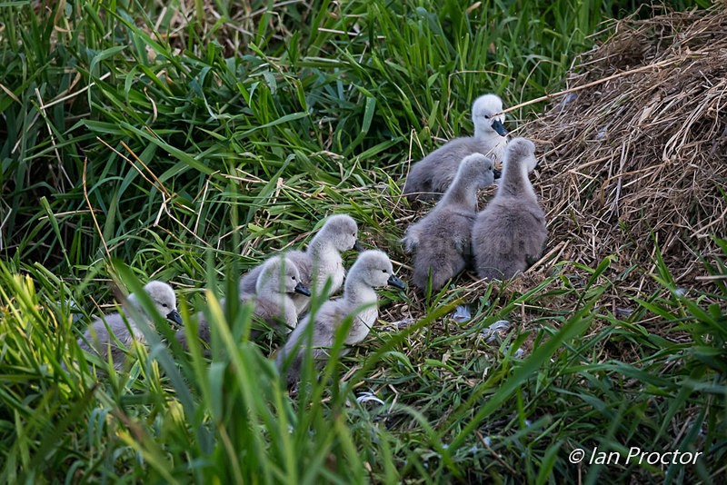 Swan & Cygnets - Climbing the nest 1 - Nature