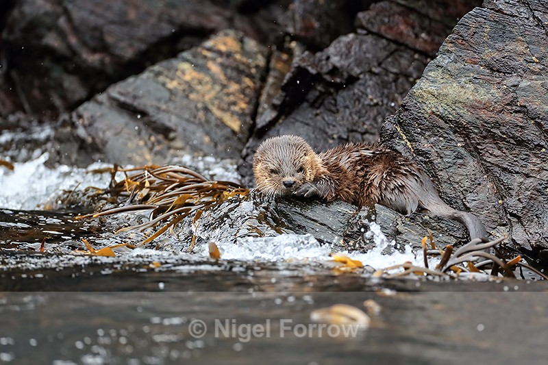 Marine Otter resting on rock, Chanaral Island, Chile - Otter