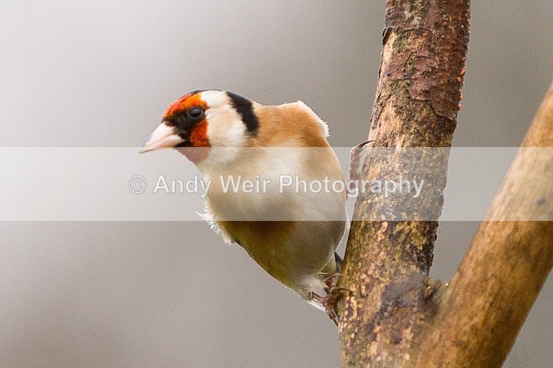 20120218-_MG_8808-969 - Goldfinch