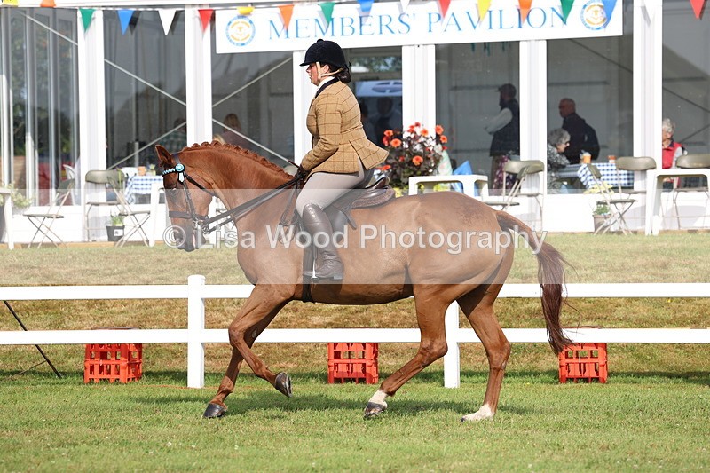 3E7A8223 - Class 2: Rising Star Large Hack/Riding Horse