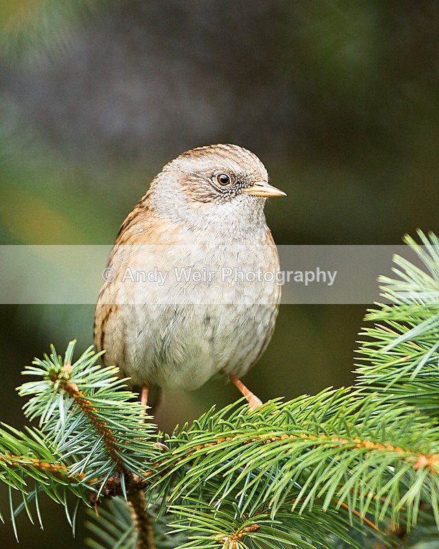 20131124-3K8A7962 - Dunnock (Hedge Sparrow)