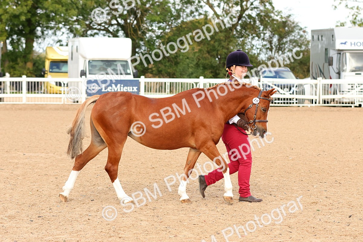 SBM_10165 - Class 205 - IH Show Pony - Show Hunter Pony