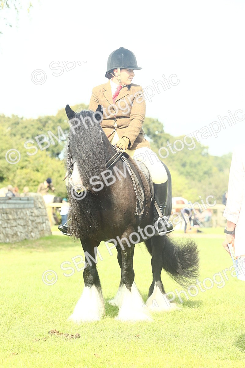 SBM_66615 - S34 - Rehabilitated Rescue Horse & Pony In Hand & Ridden