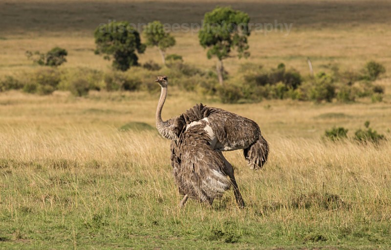  - African Safaris