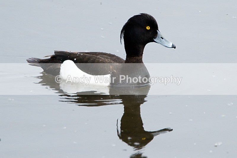 20120520-_MG_0097 - Tufted Duck