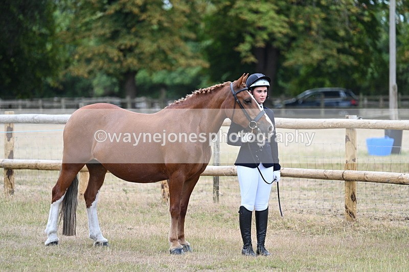 WJ7_8760 - Class 4a Prettiest Mare 14.2hh and over