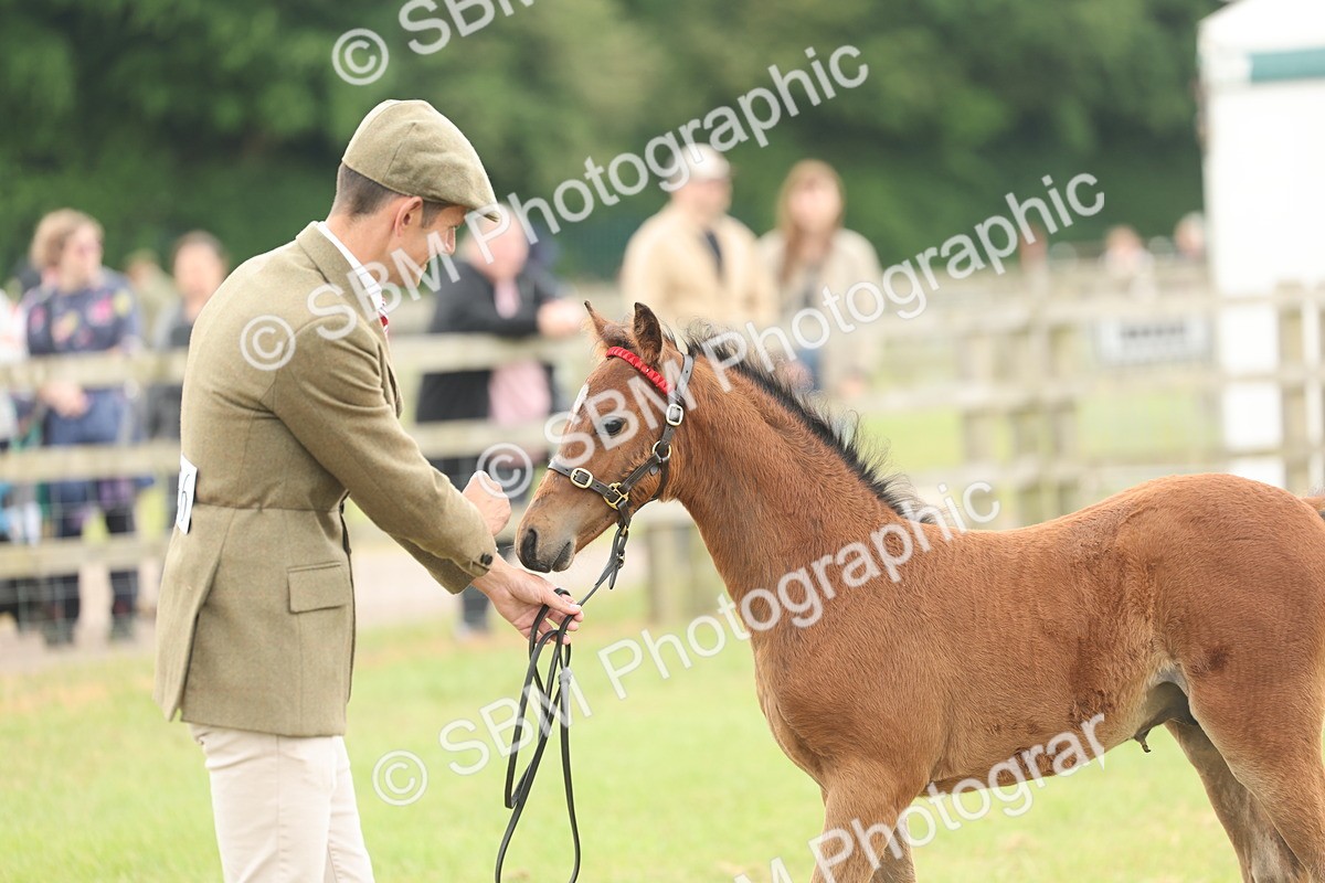 SBM_05520 - Class 68-73 - Riding Pony Breeding
