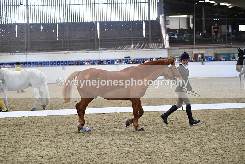 WJ5_4414 - Class 6 In hand M&M - Large Breeds