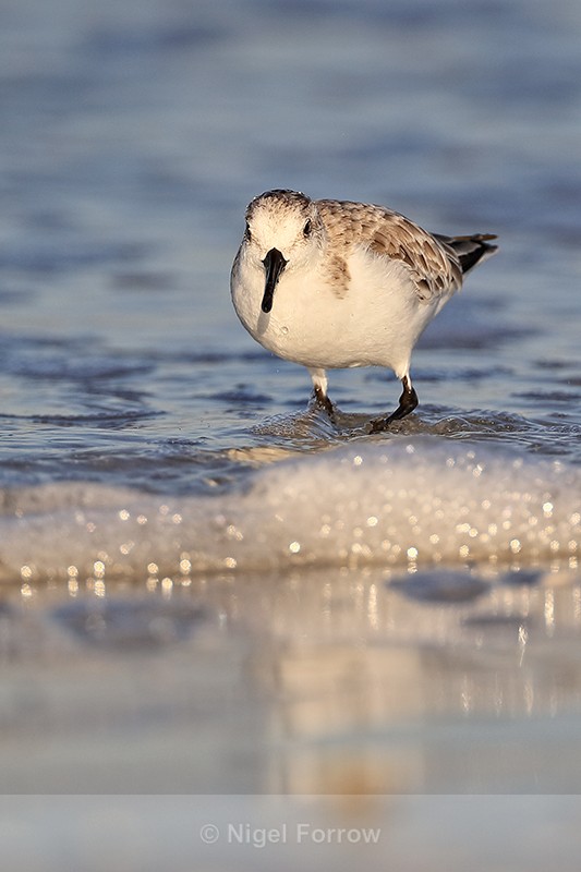 Sanderling walking in the sea, Fort De Soto, Florida - Sanderling