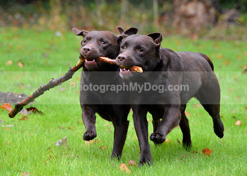  - Chocolate Labradors