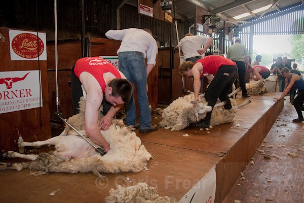 21 - Shearing Competition