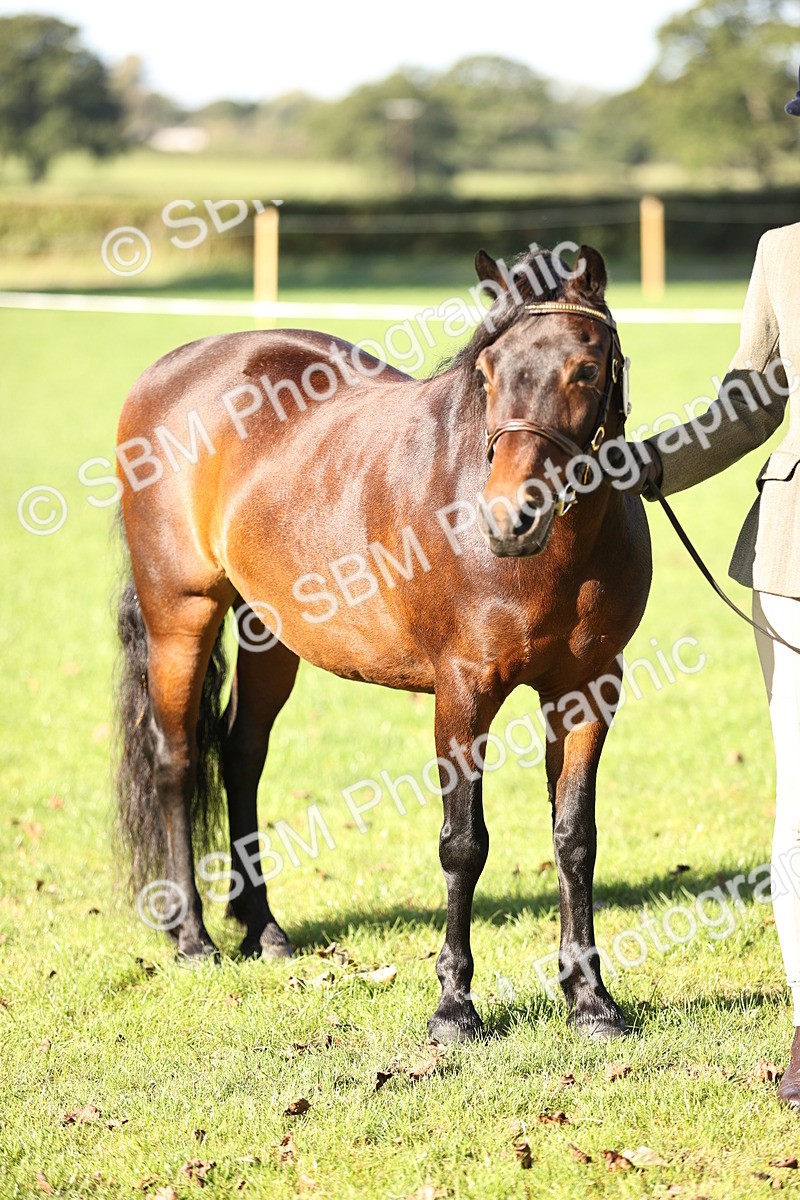 SBM_15886 - S1 - TSR in Hand Horse & Pony Showing