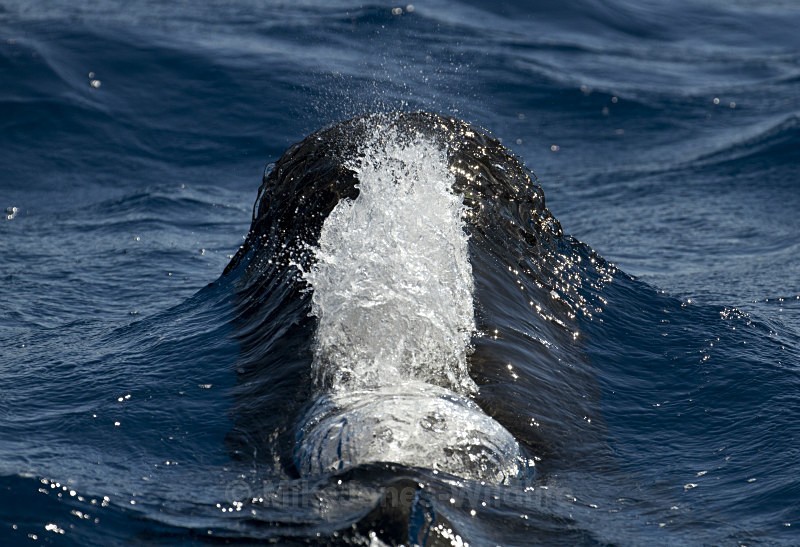 Short finned pilot whale, Madeira, Portugal (ref M8) - Short finned pilot whales (inc calf images) Azores & Madeira