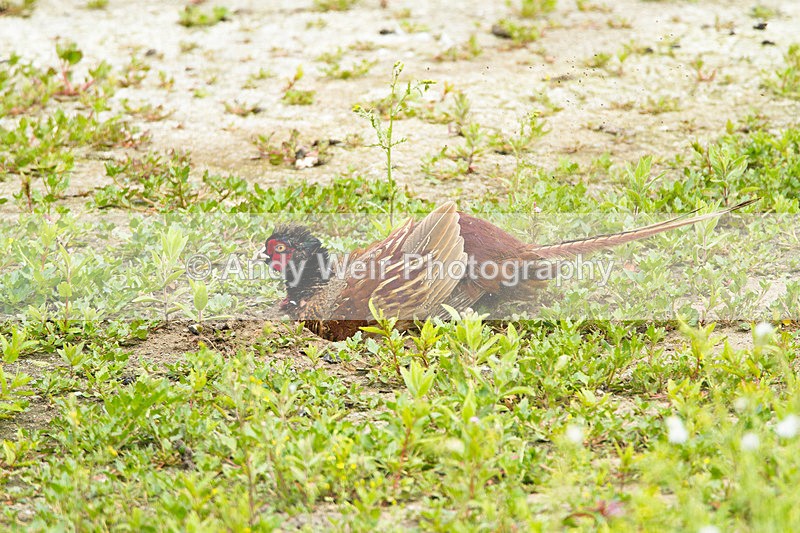 20130706-_MG_4806 - Pheasants