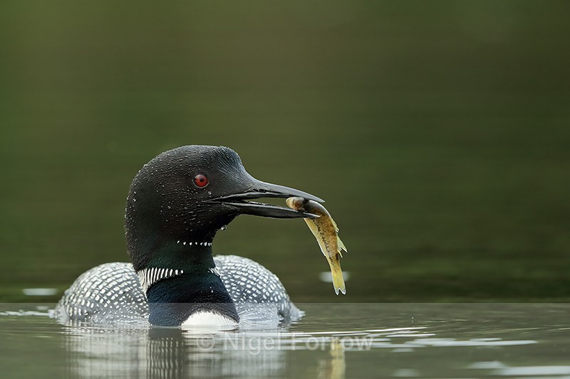 Common Loon carrying big fish, Minnesota, USA - Great Northern Diver