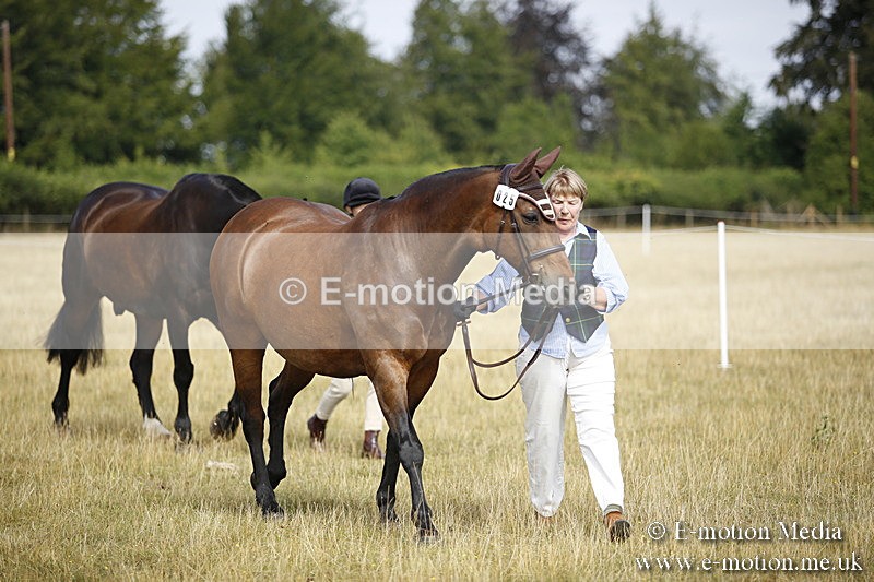 _C7A9316 - BVRC Sow 2018 Ring 2