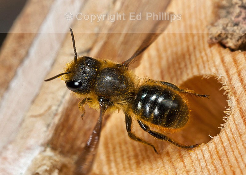 Osmia leaiana (f)
