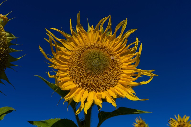Sunflower 4