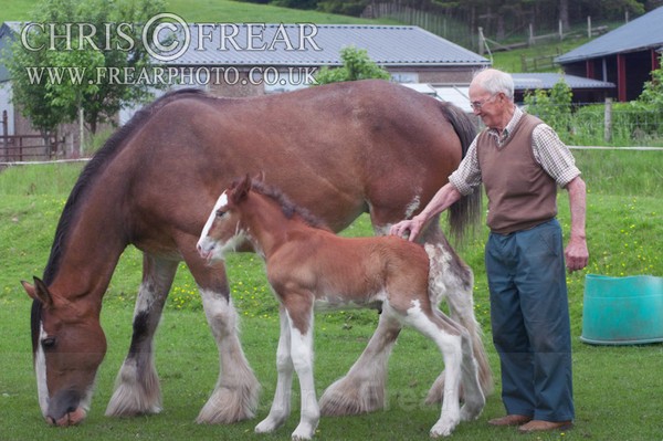 ryecroft-14 - Clydesdales 2013 Include Foals