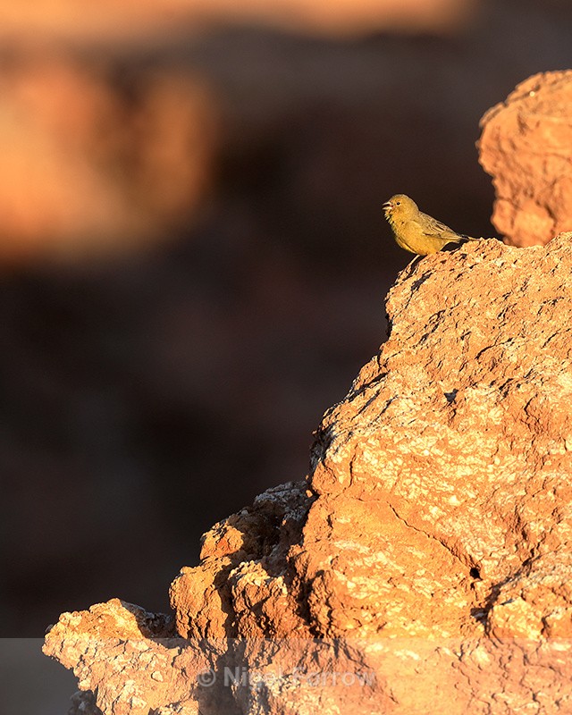Greenish Yellow-Finch, early morning, Moon Valley, Chile - Greenish Yellow-Finch