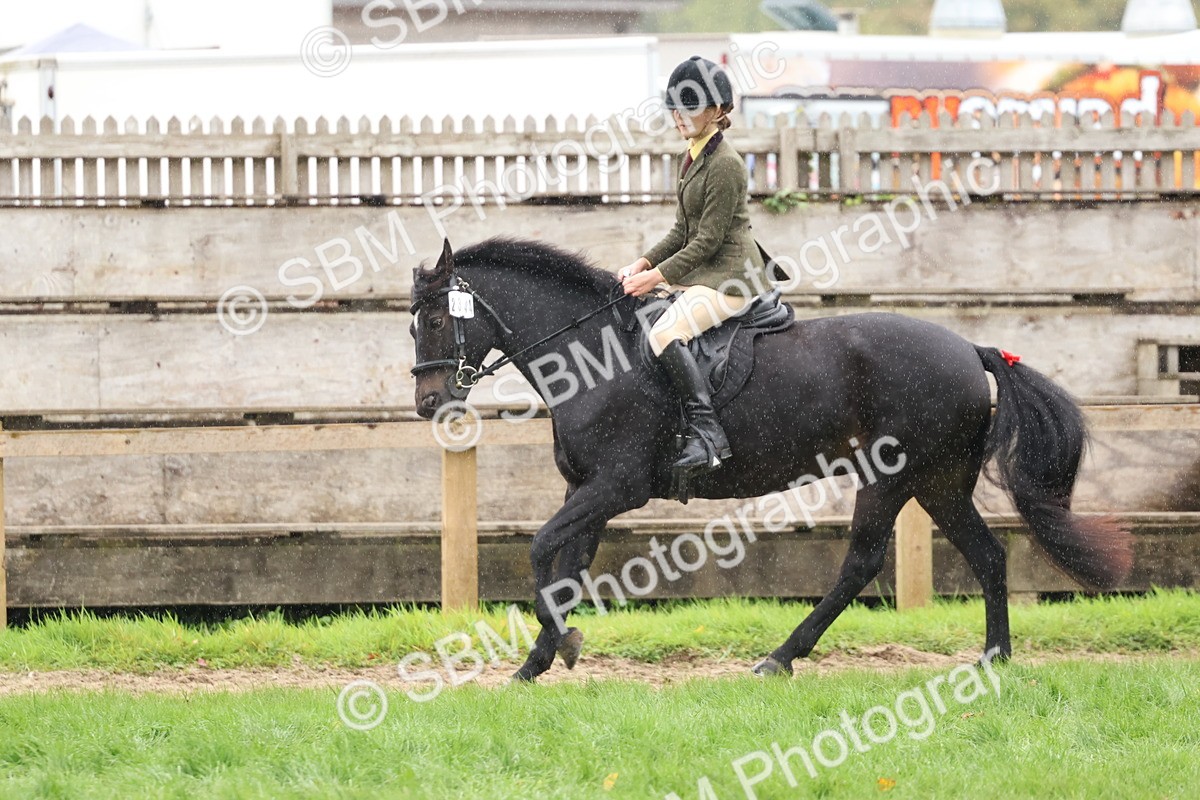 SBM_69703 - S62 - Mountain & Moorland Ridden Large Breeds