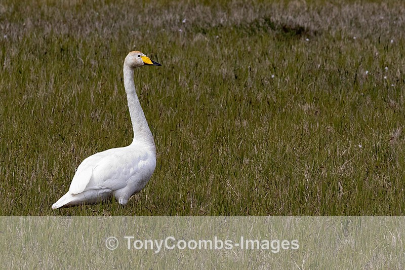 Whooper Swan - Iceland