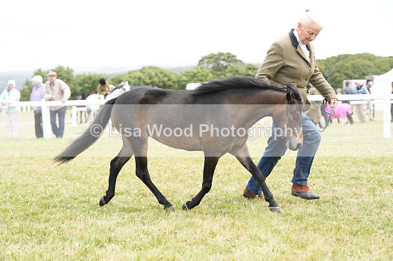 DSC06459 - Class 56: Miniature Horse 1, 2 & 3yr olds