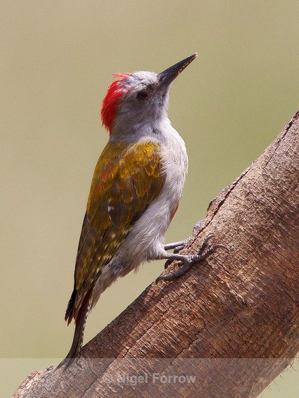 Grey Woodpecker (male) perched on a sloping tree trunk - Grey Woodpecker