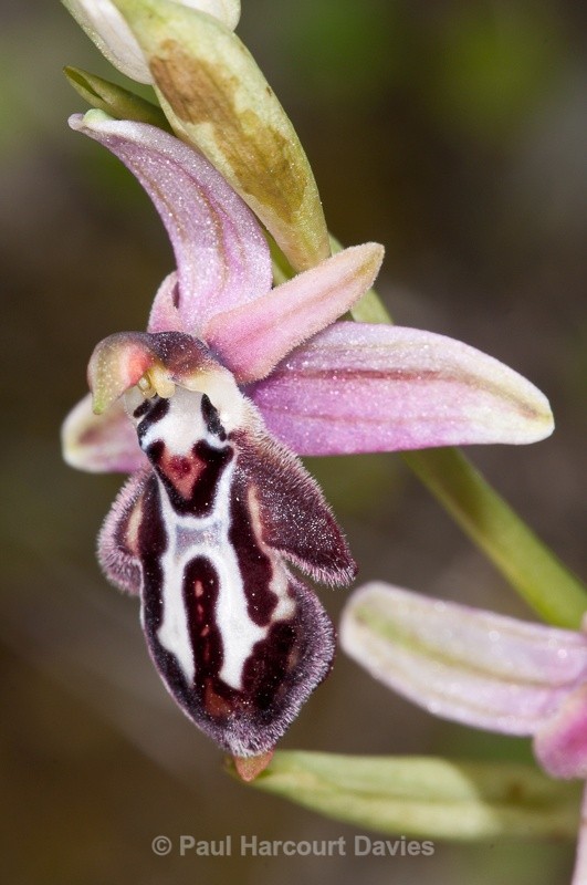  - Orchids - Crete