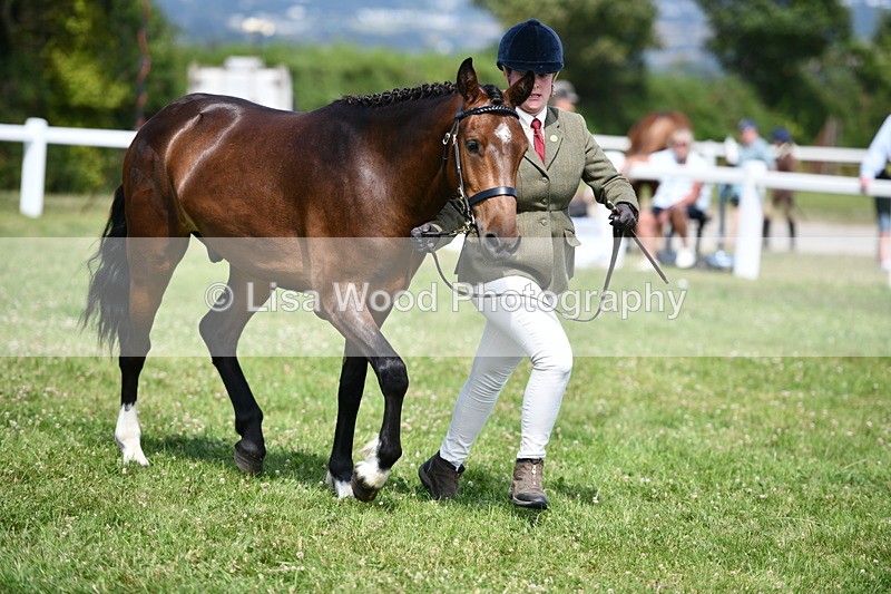 DSC_8385 - Class 68: Part Bred In Hand M & M