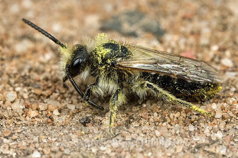 Andrena barbilabris (m) - Andrena barbilabris