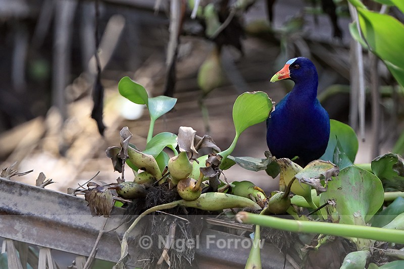 Purple Gallinule at riverside, Sierpe, Costa Rica - Purple Gallinule