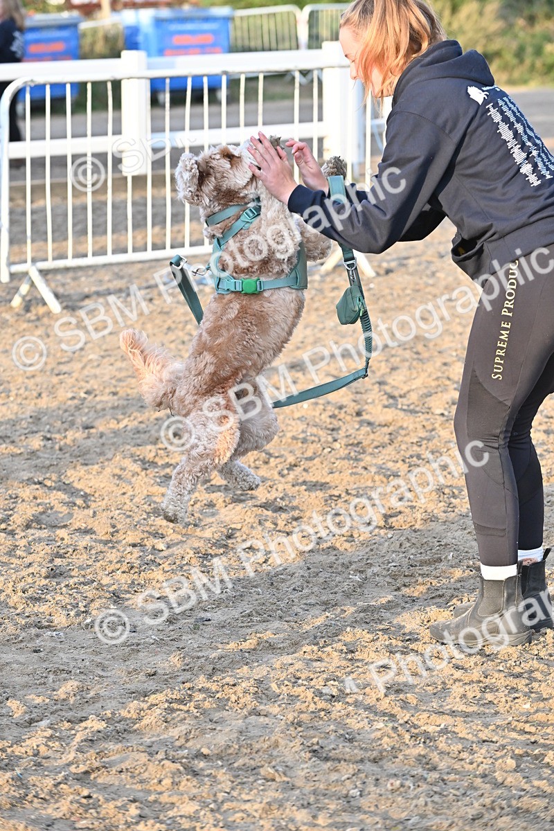SBM_09644 - Lorry Dogs