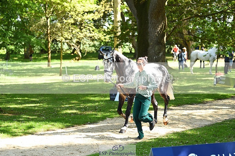 230524-151236-00131 - 311-BALLYCOSKERRY_REGAL_DIAMOND-Hollie_Swain-WEDTrotUp+DR