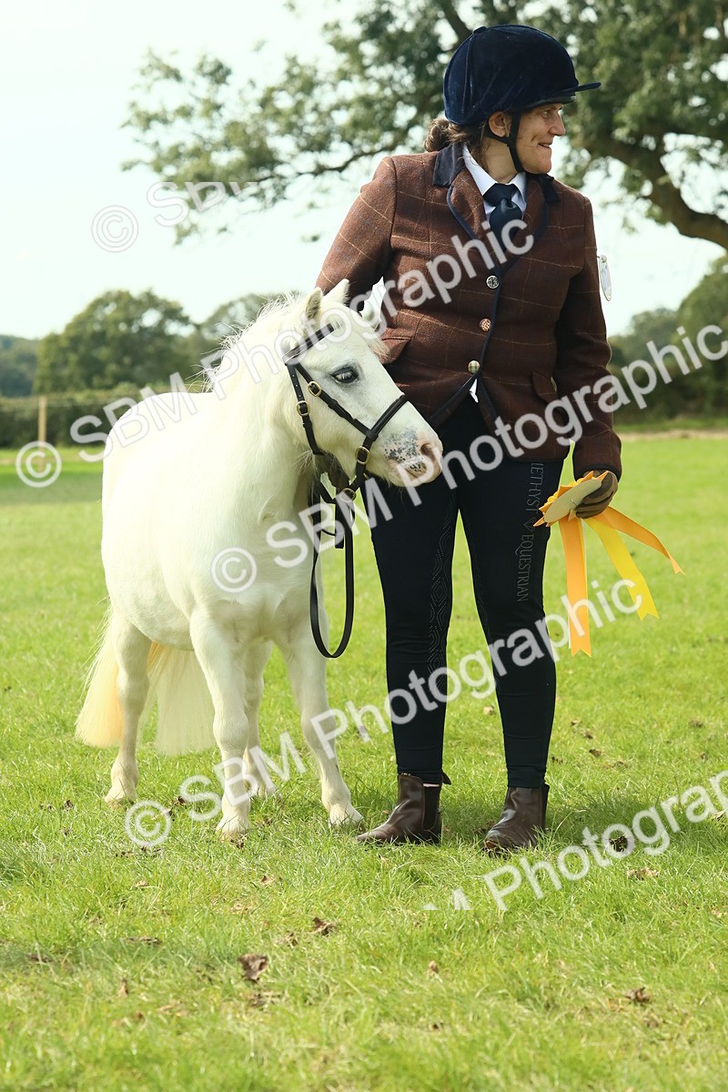 SBM_66758 - S34 - Rehabilitated Rescue Horse & Pony In Hand & Ridden