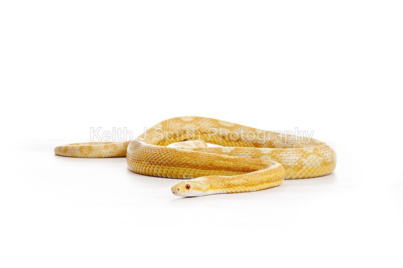 2SKJ8949 - Roaming Reptile Show. II