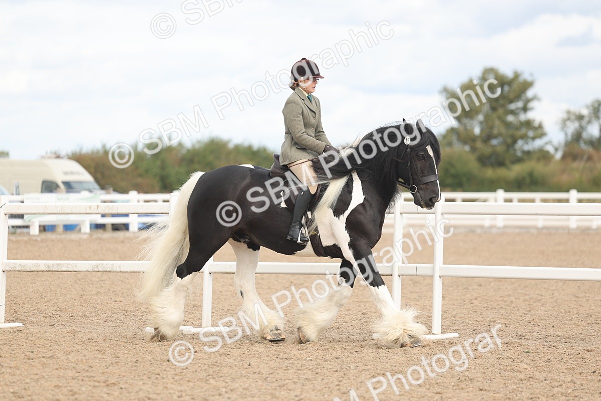 SBM_14723 - Class 308 - Ridden Coloured Horse