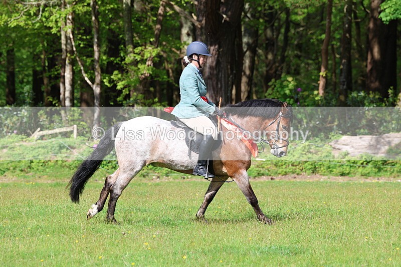 3E7A2775 - Working Hunter Championship