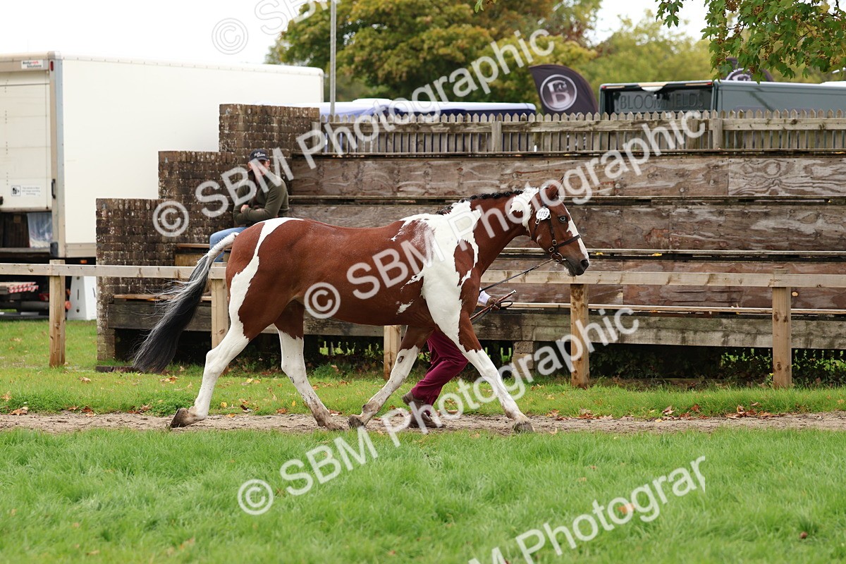 SBM_41702 - S26 - Mature Veteran In Hand