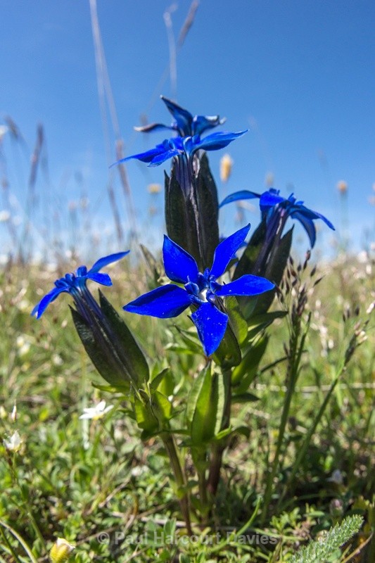  - Plants: wide-angle