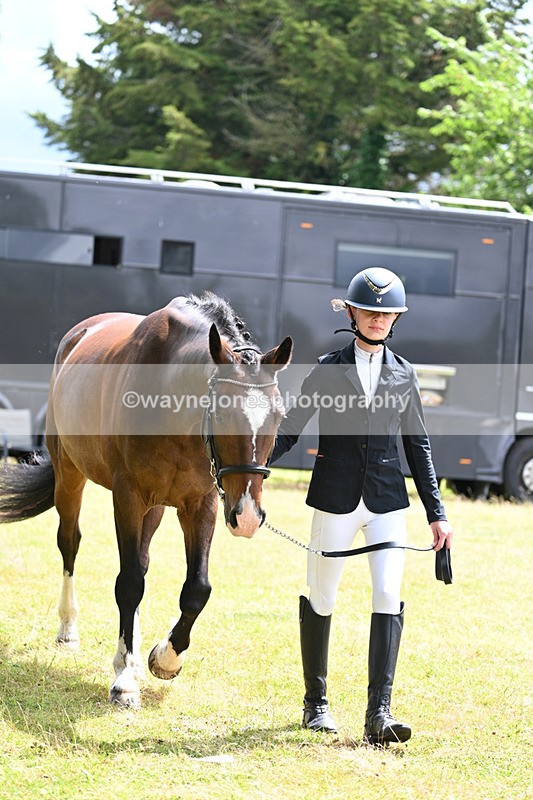 WJ7_6896 - Class 5a Most Handsome Gelding in Hand