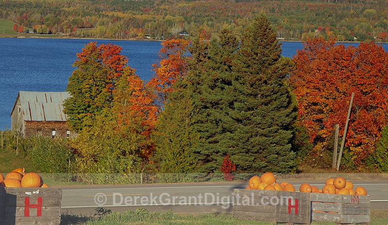 Autumn Festival Pumpkins for Sale - New Brunswick Canada - Autumn Festival