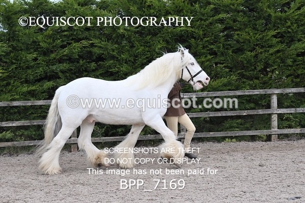 BPP_7169 - RING 1  (RIDDEN HORSES / IN HAND / VETERAN ETC)