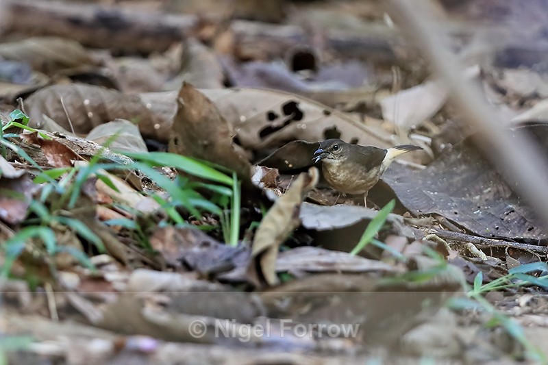 Buff-rumped Warbler with food, Costa Rica - Buff-rumped Warbler