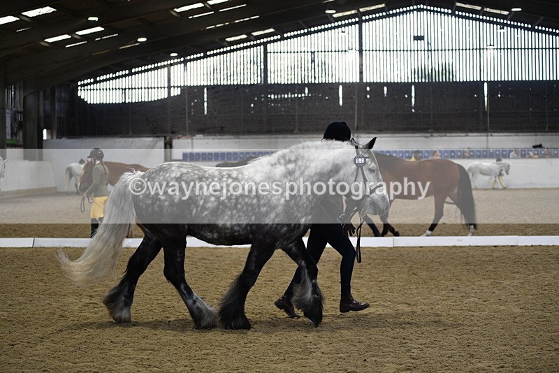 WJ5_4317 - Class 6 In hand M&M - Large Breeds