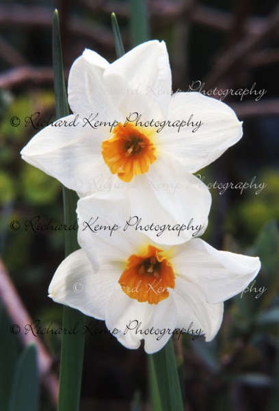 Narcissus 'Rockall' - Plants