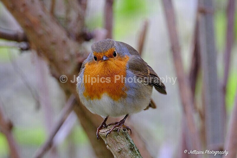  - Wildlife and Nature