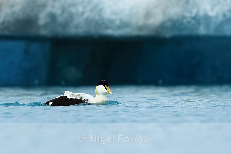 Eider (male) & iceberg, Jokulsarlon, Iceland - Eider