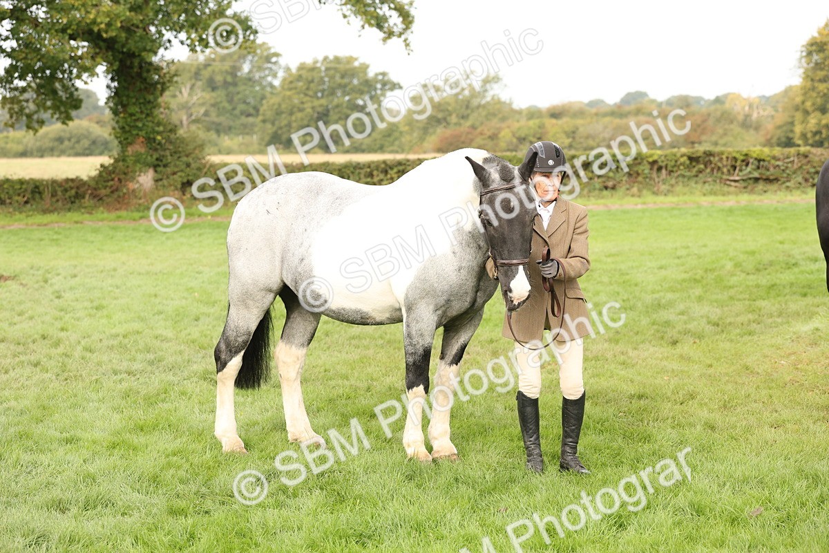 SBM_56811 - S54 - Piebald & Skewbald Horse In Hand