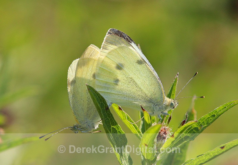 Pieris rapae - mating pair - Butterflies & Moths of Atlantic Canada